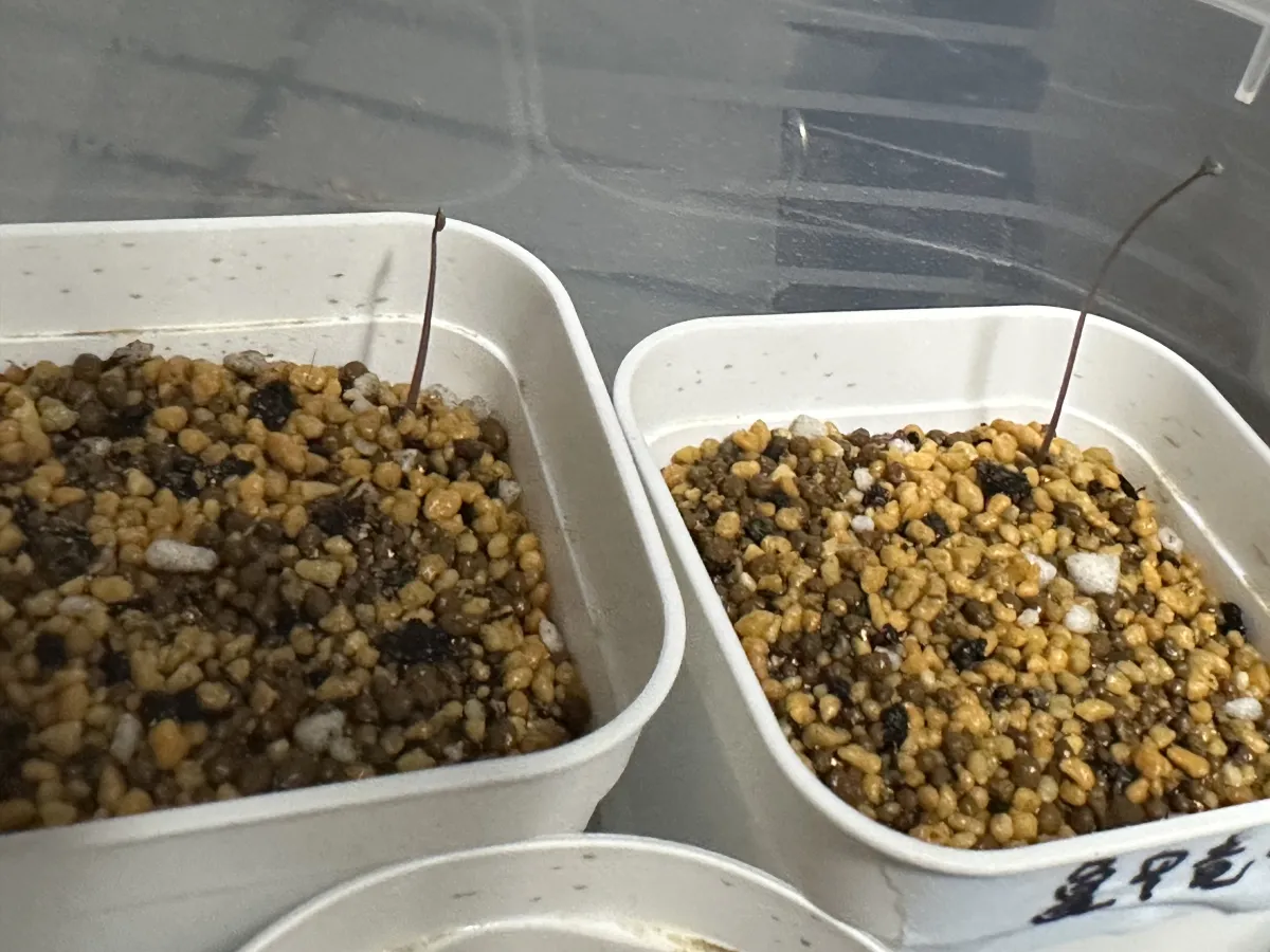 Dioscorea elephantipes (ディオスコレア エレファンティペス アフリカ亀甲竜)