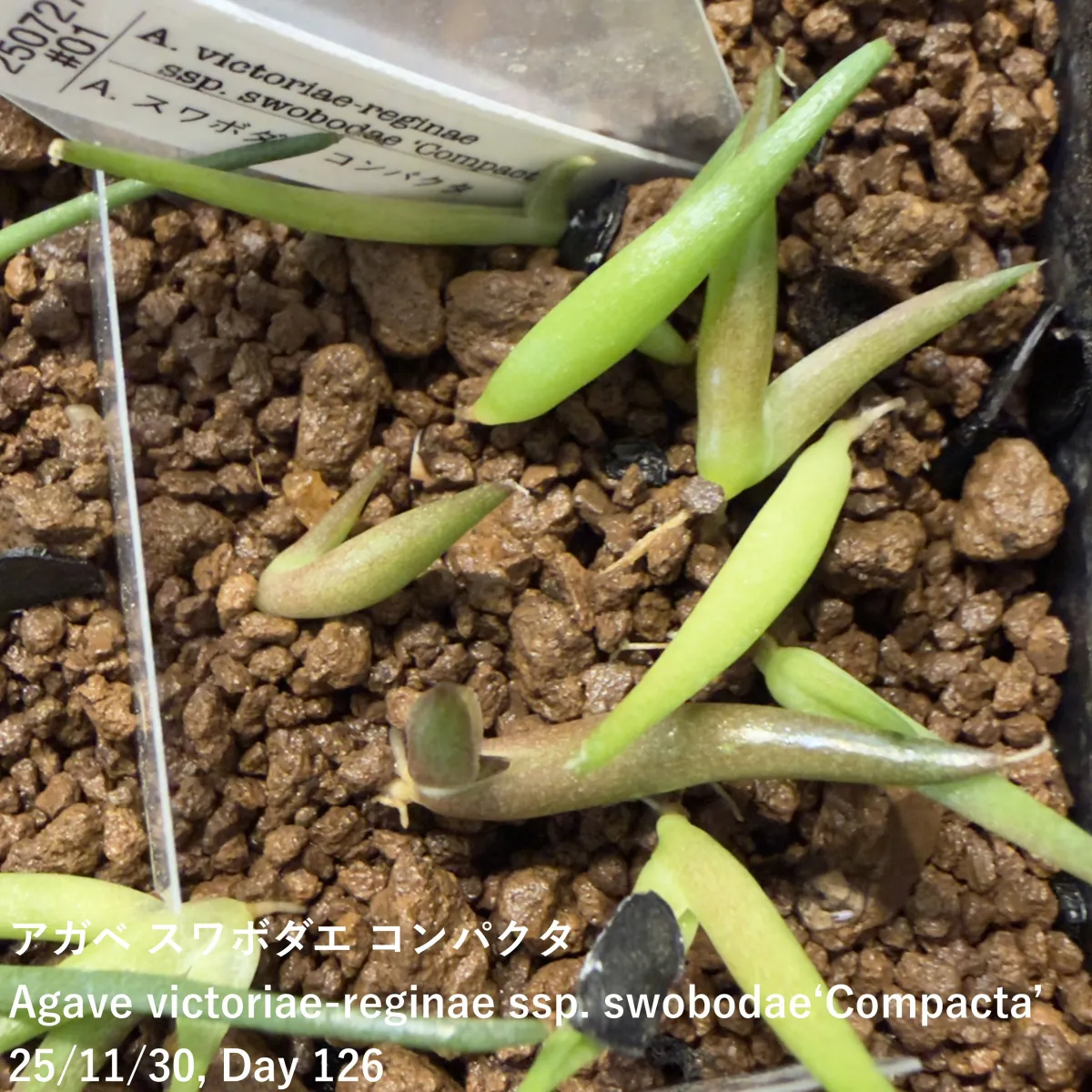 Agave victoriae-reginae ssp. swobodae 'Compacta' (アガベ スワボダエ コンパクタ‘’)