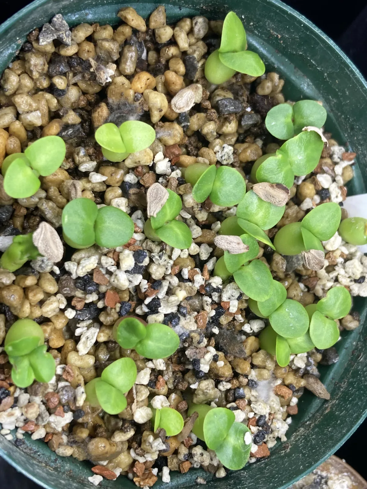 Pachypodium succulentum (パキポディウム サキュレンタム 天馬空)