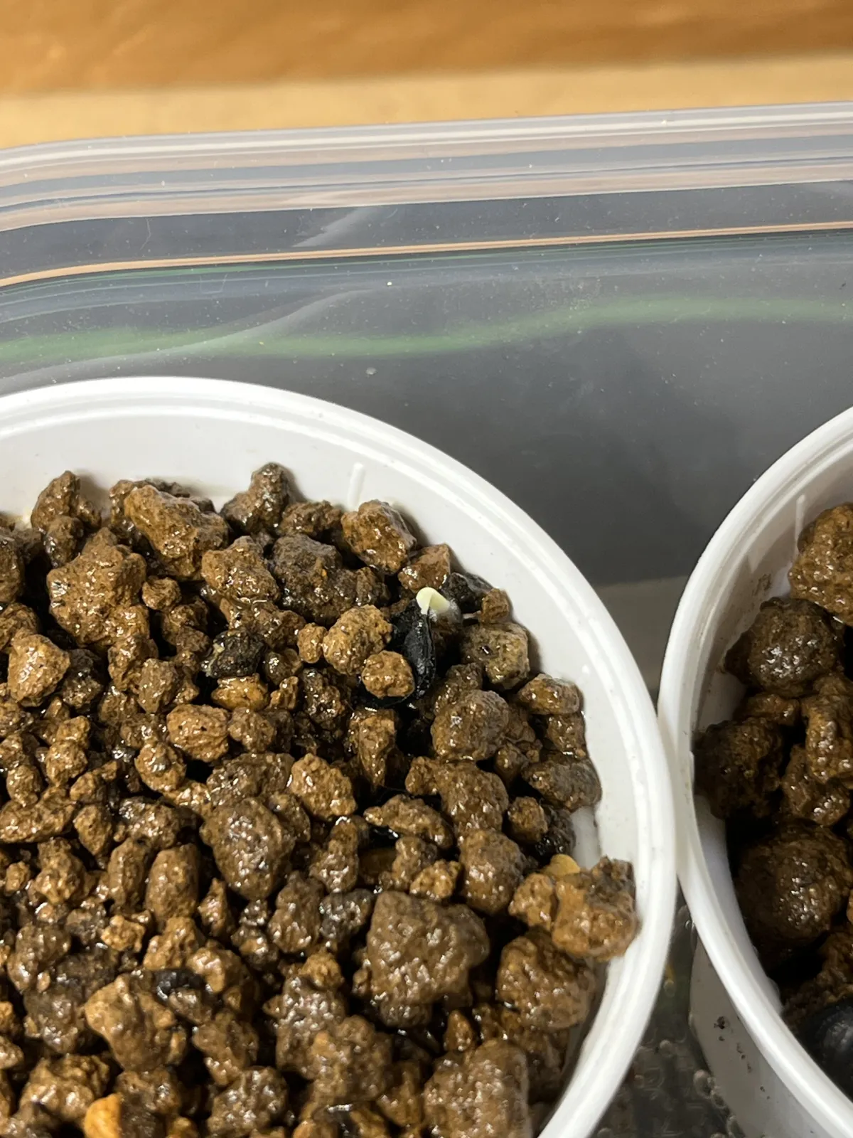 Agave titanota 'Blue' (アガベ チタノタブルー)