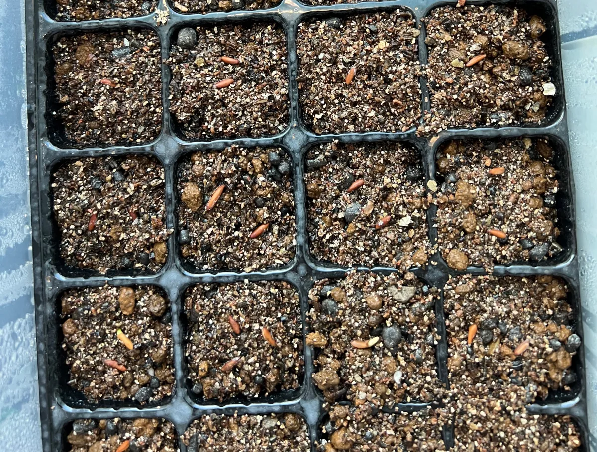 Pachypodium rosulatum ssp. cactipes (パキポディウム カクチペス)