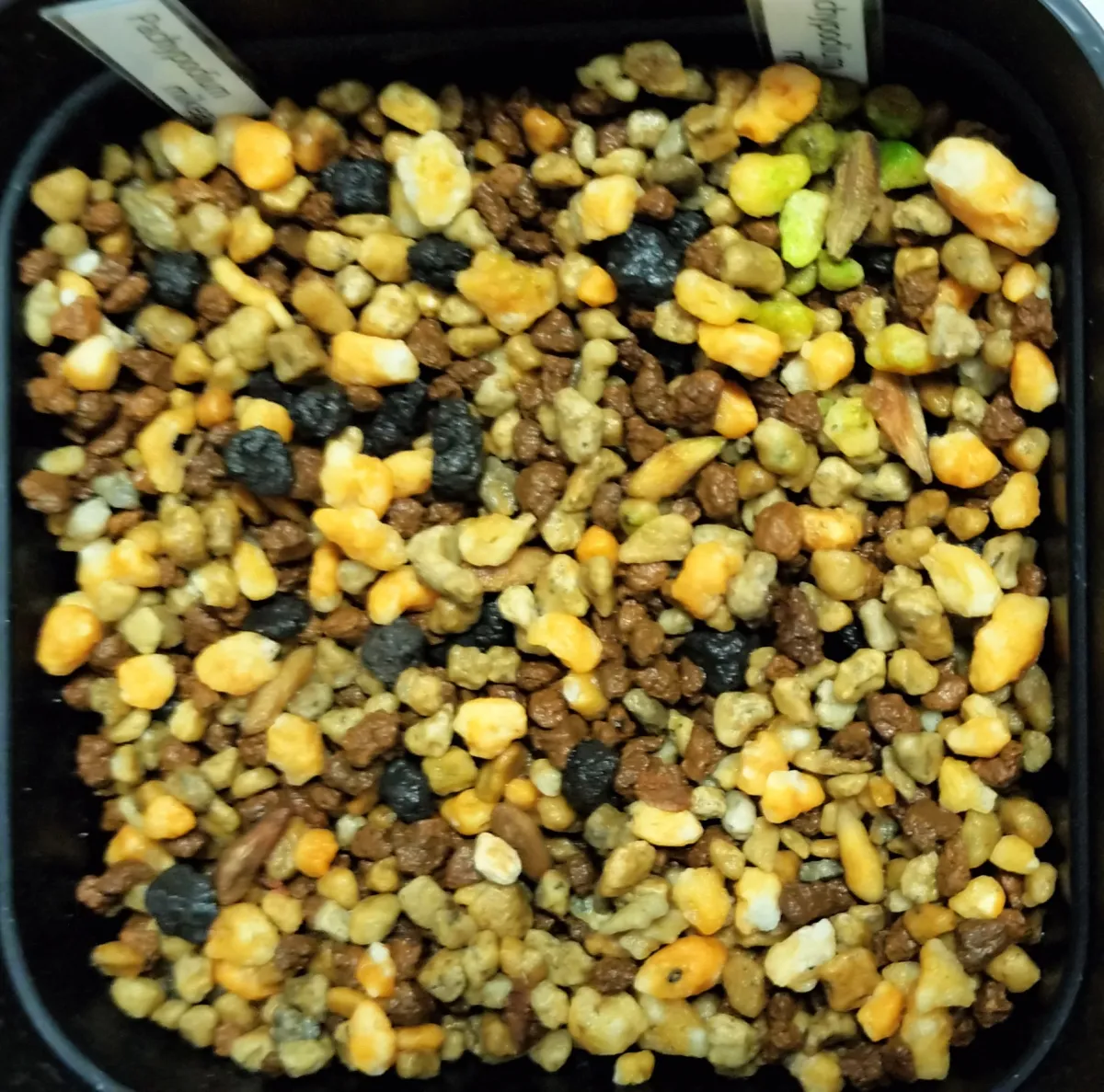 Pachypodium mikea (パキポディウム ミケア)