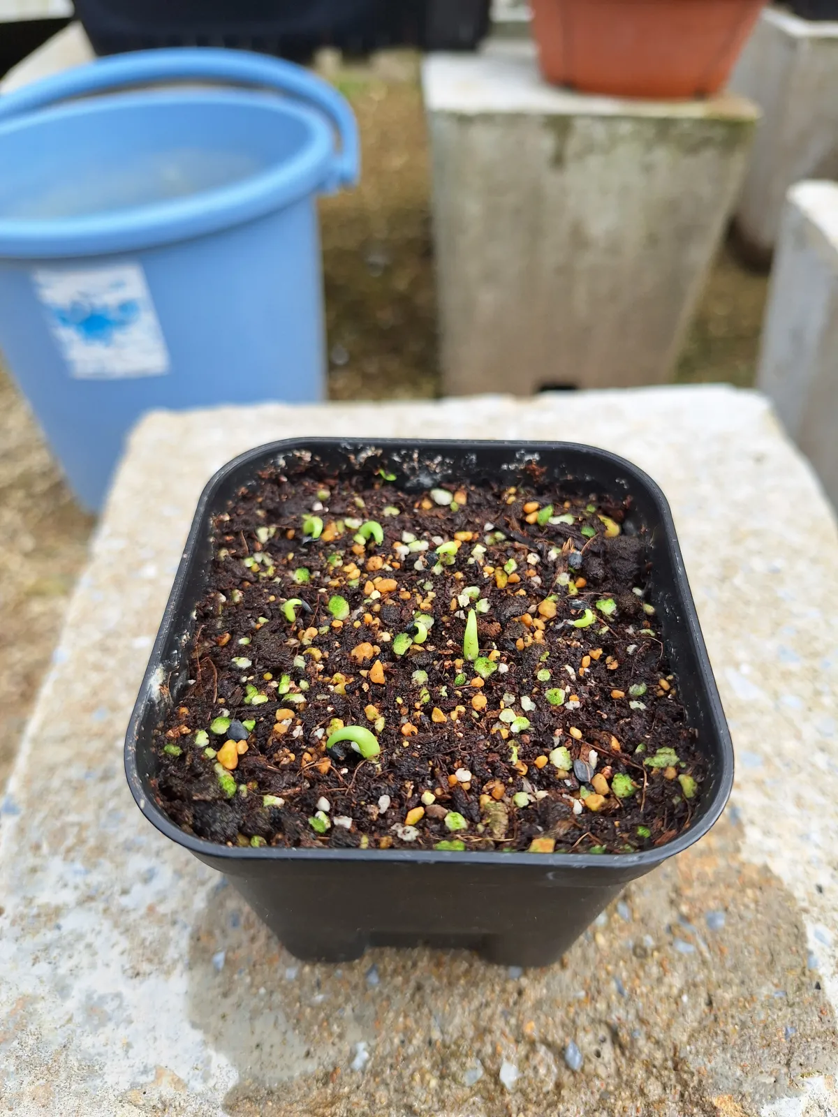 Agave quiotepecensis (アガベ クイオテペセンシス)