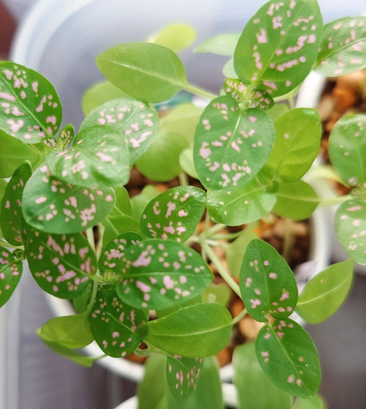 Hypoestes phyllostachya Pink (ヒポエステス フィロスタキア ピンク)