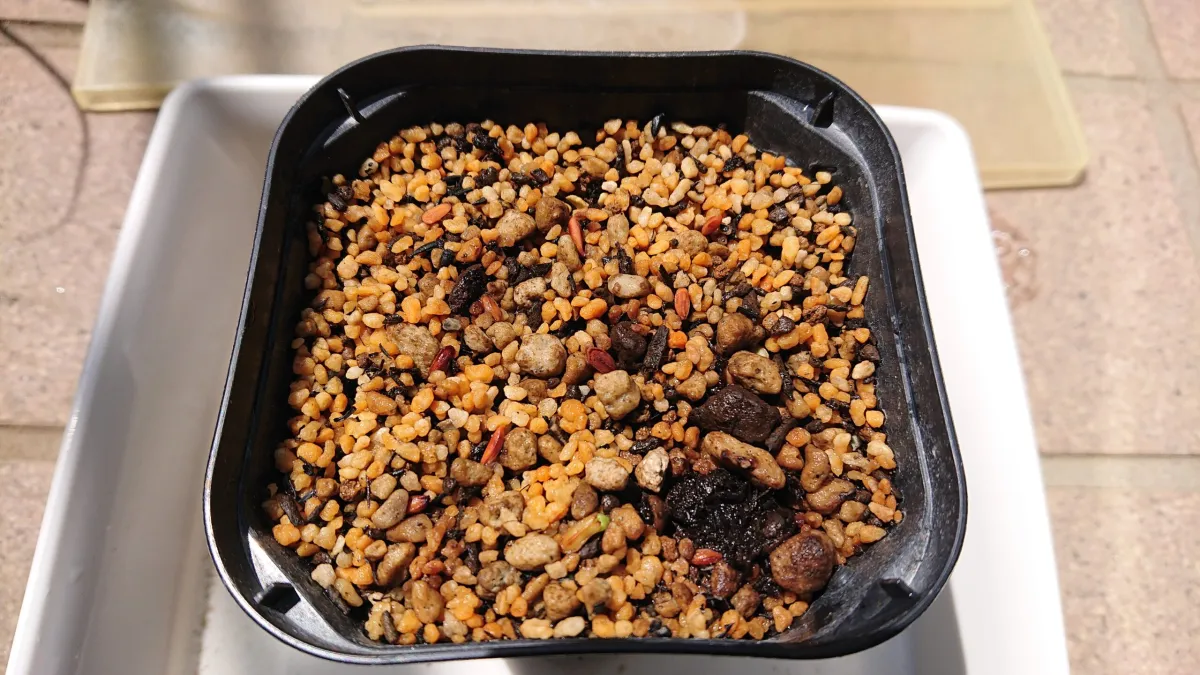 Pachypodium densiflorum var. brevicalyx (パキポディウム ブレビカリックス)