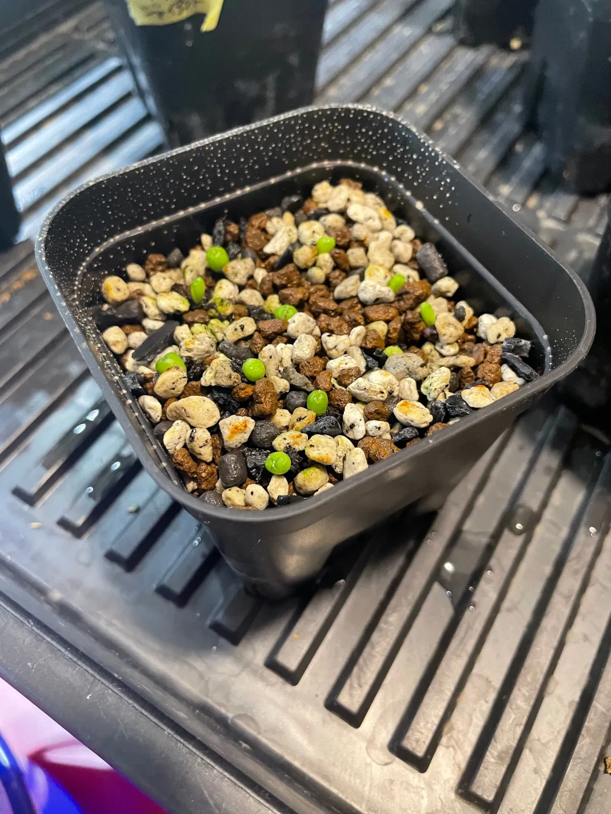 Astrophytum asterias var. nudum (アストロフィツム 瑠璃兜)