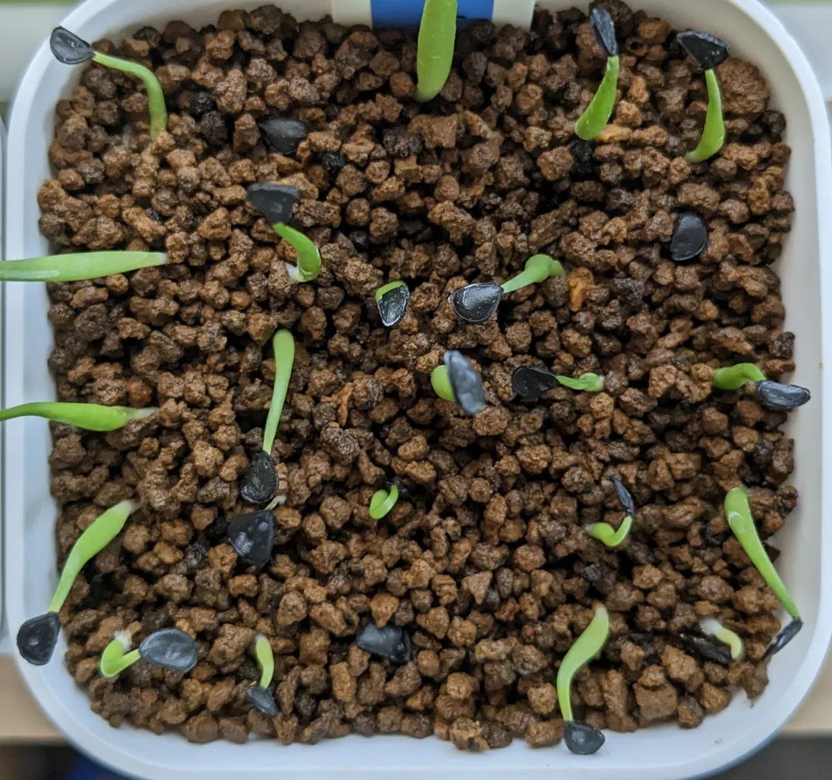 Agave mckelveyana (アガベ マッケルベヤナ)