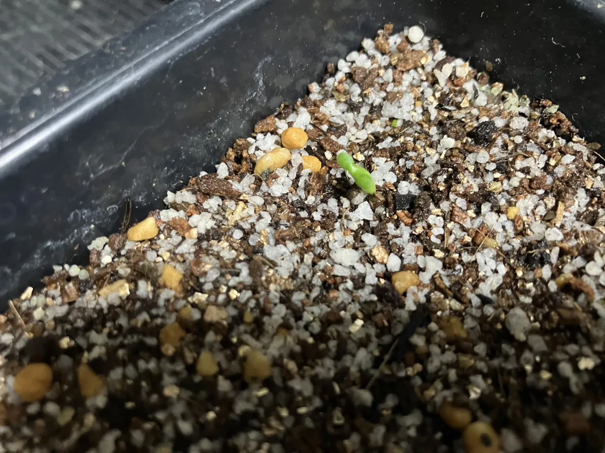 Euphorbia stellata (ユーフォルビア ステラータ 飛竜)