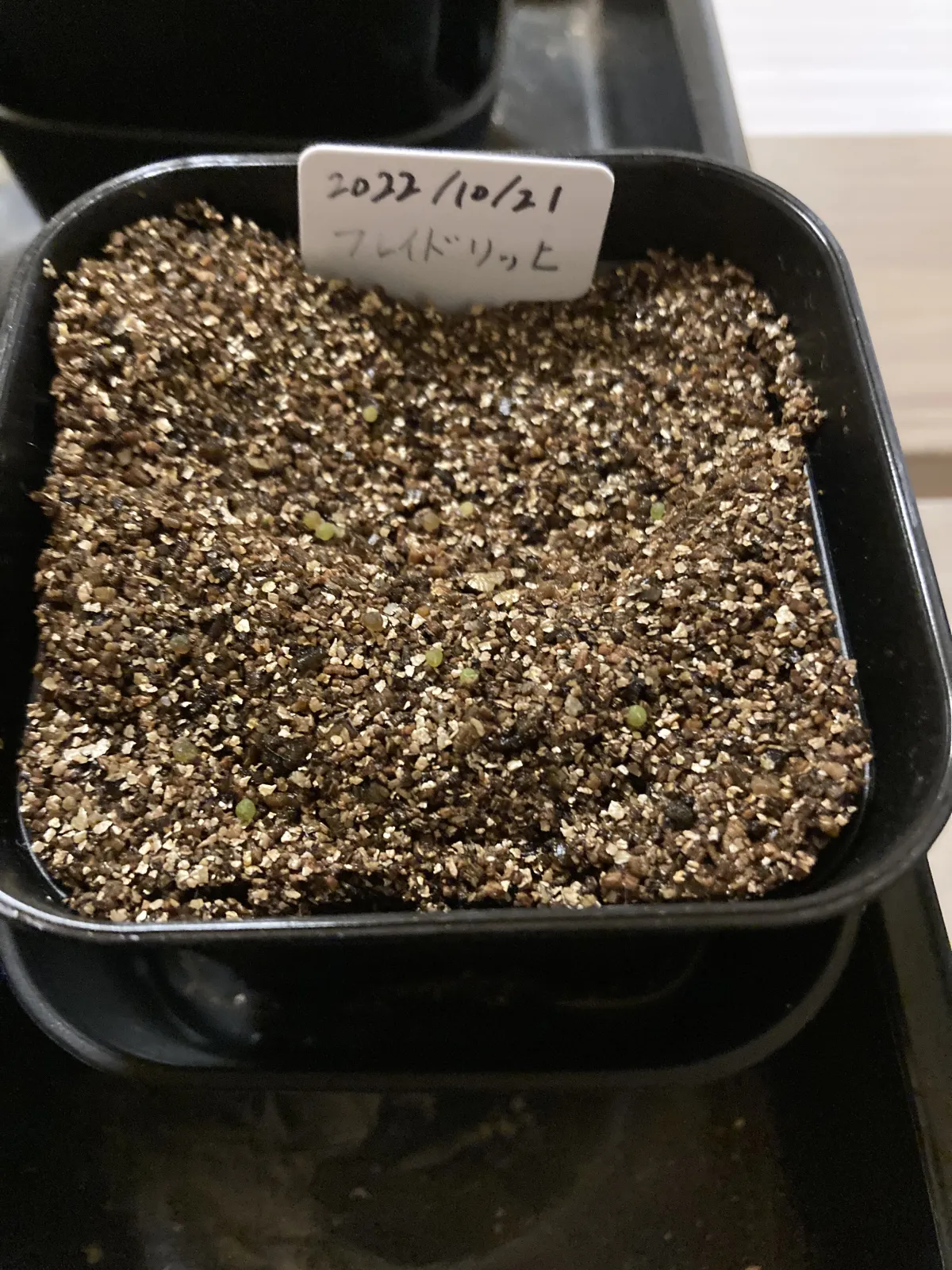 Gymnocalycium mihanovichii var. friedrichii Hibotan (ギムノカリキウム フレイドリッヒ)