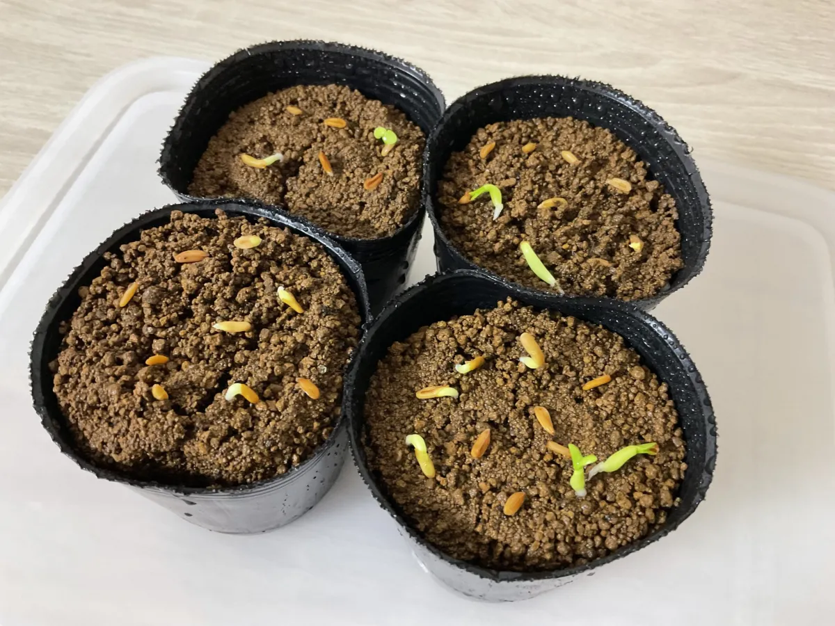 Pachypodium densiflorum var. densiflorum (パキポディウム デンシフローラム)