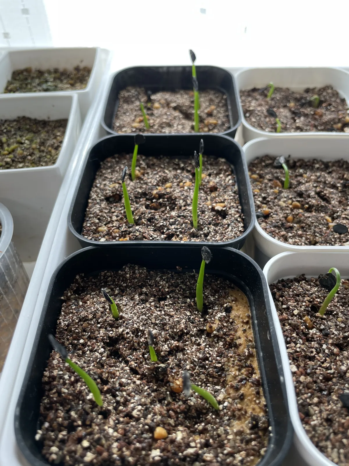 Agave montana (アガベ モンタナ)