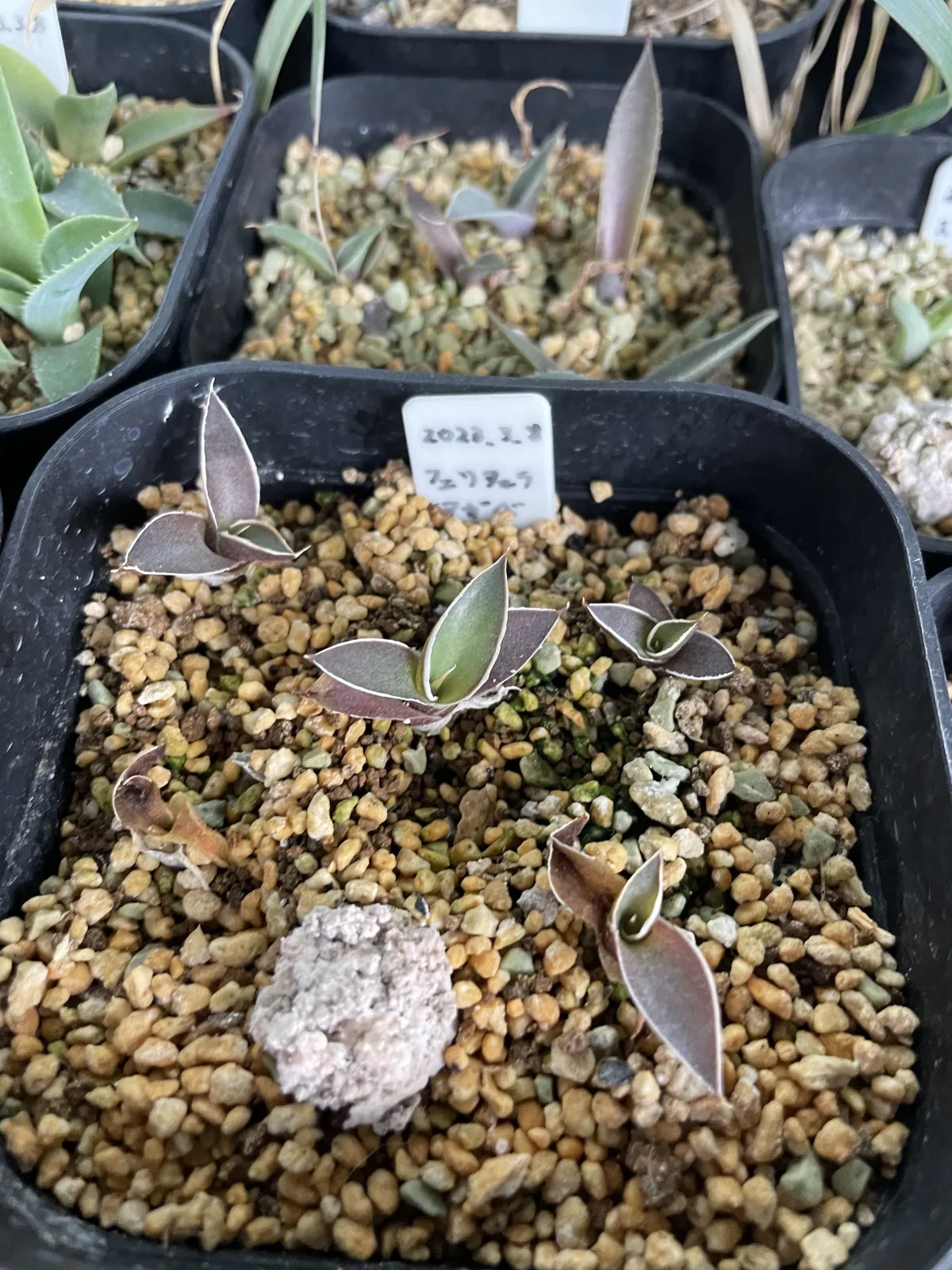 Agave filifera var. compacta (アガベ フィリフェラコンパクタ)