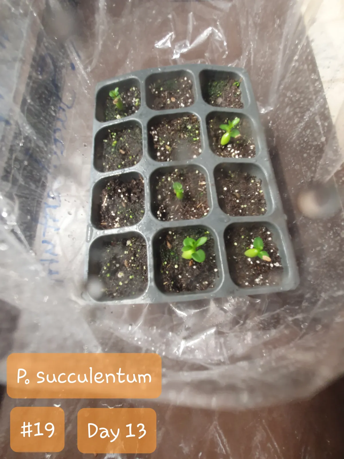 Pachypodium succulentum (パキポディウム サキュレンタム 天馬空)