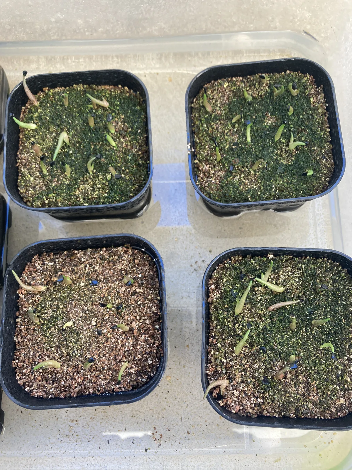 Agave oteroi (アガベ オテロイ)