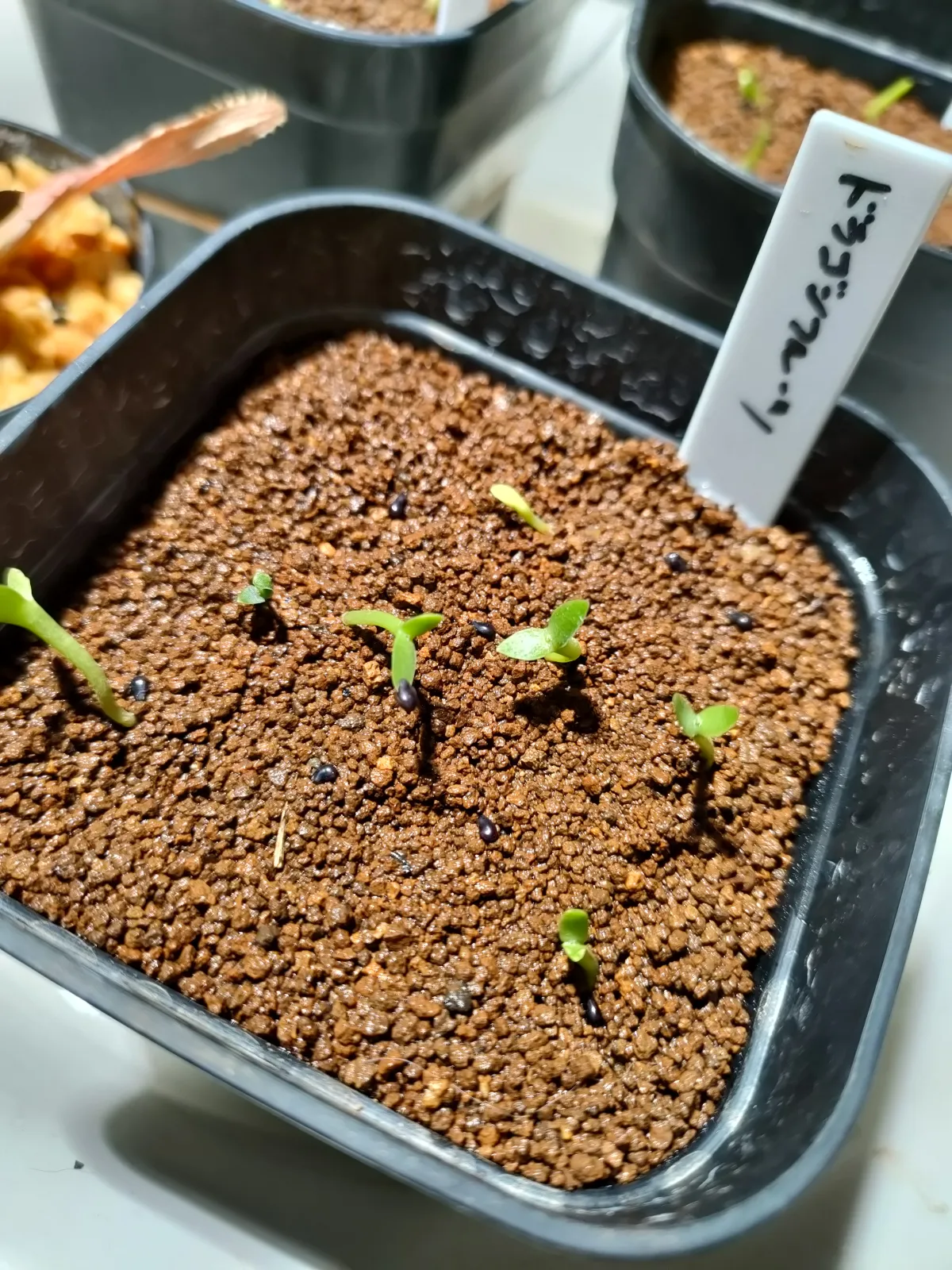 Hylocereus costaricensis (レッドドラゴンフルーツ)