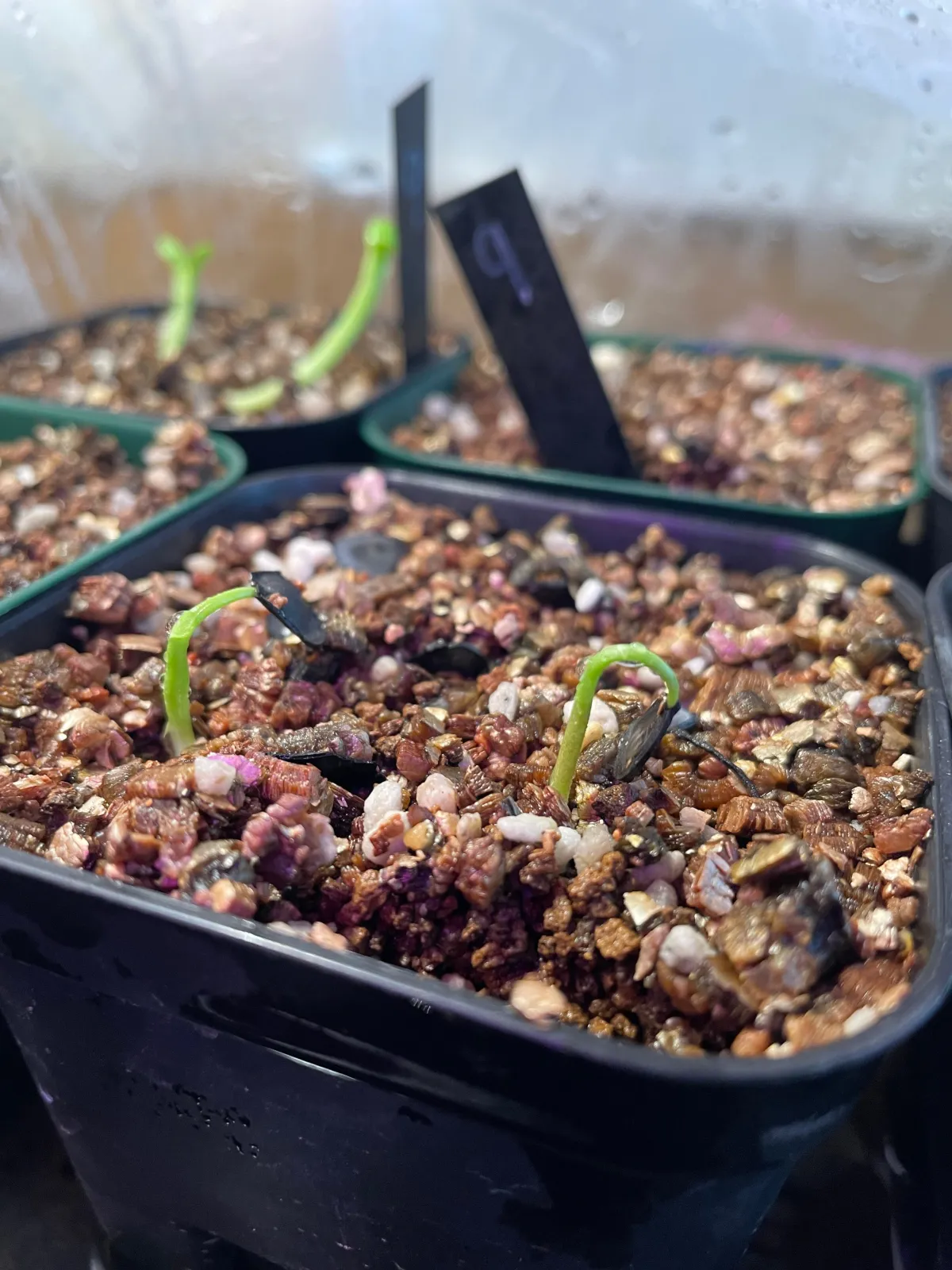 Agave rhodacantha (アガベ ロダカンサ)