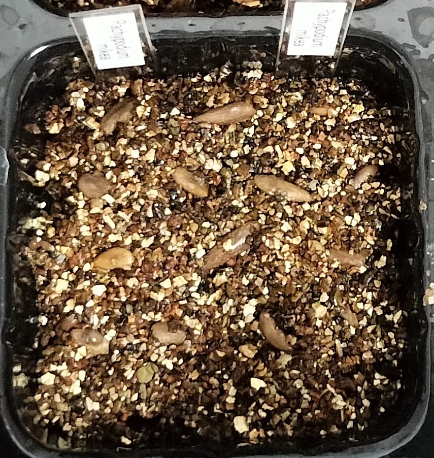 Pachypodium mikea (パキポディウム ミケア)