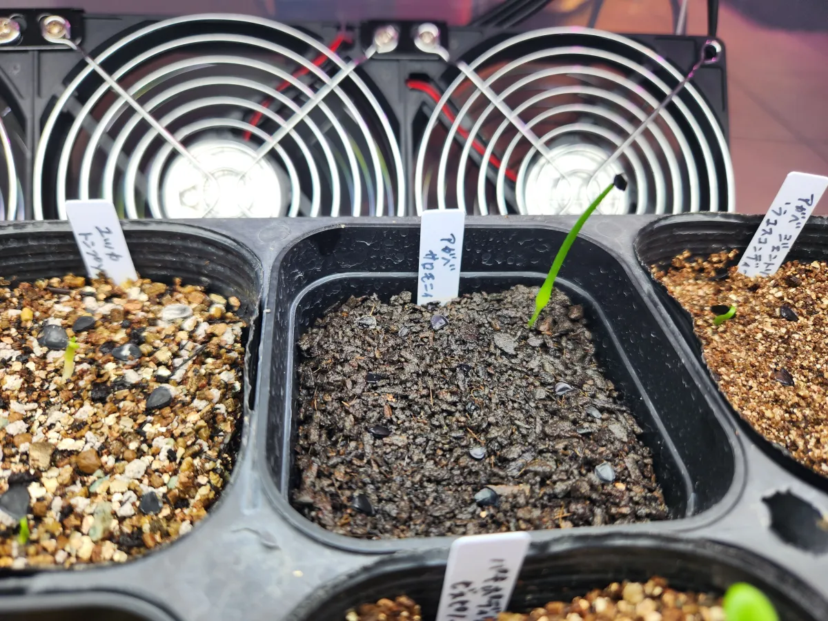 Agave salomonii 'Magnifica' (アガベ サロモニー)