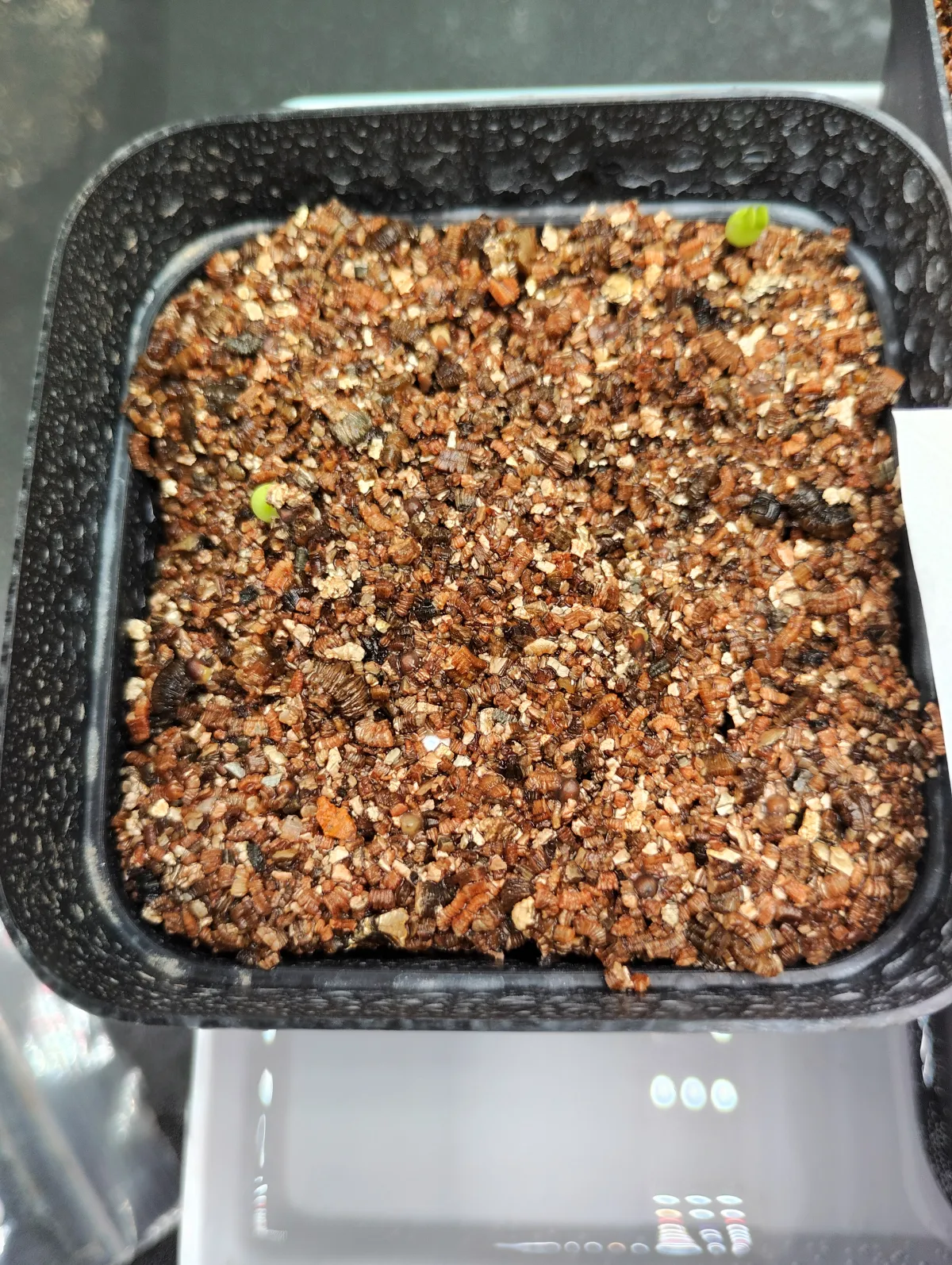 Euphorbia stellata (ユーフォルビア ステラータ 飛竜)