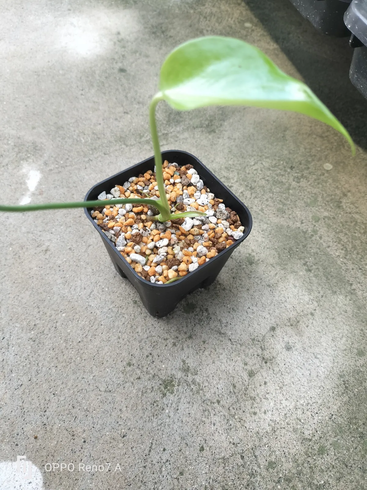 Monstera deliciosa Tauerii (モンステラ タウエリー)