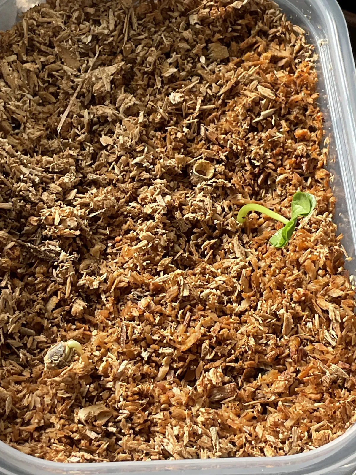 Commiphora namaensis (コミフォラ ナマエンシス)