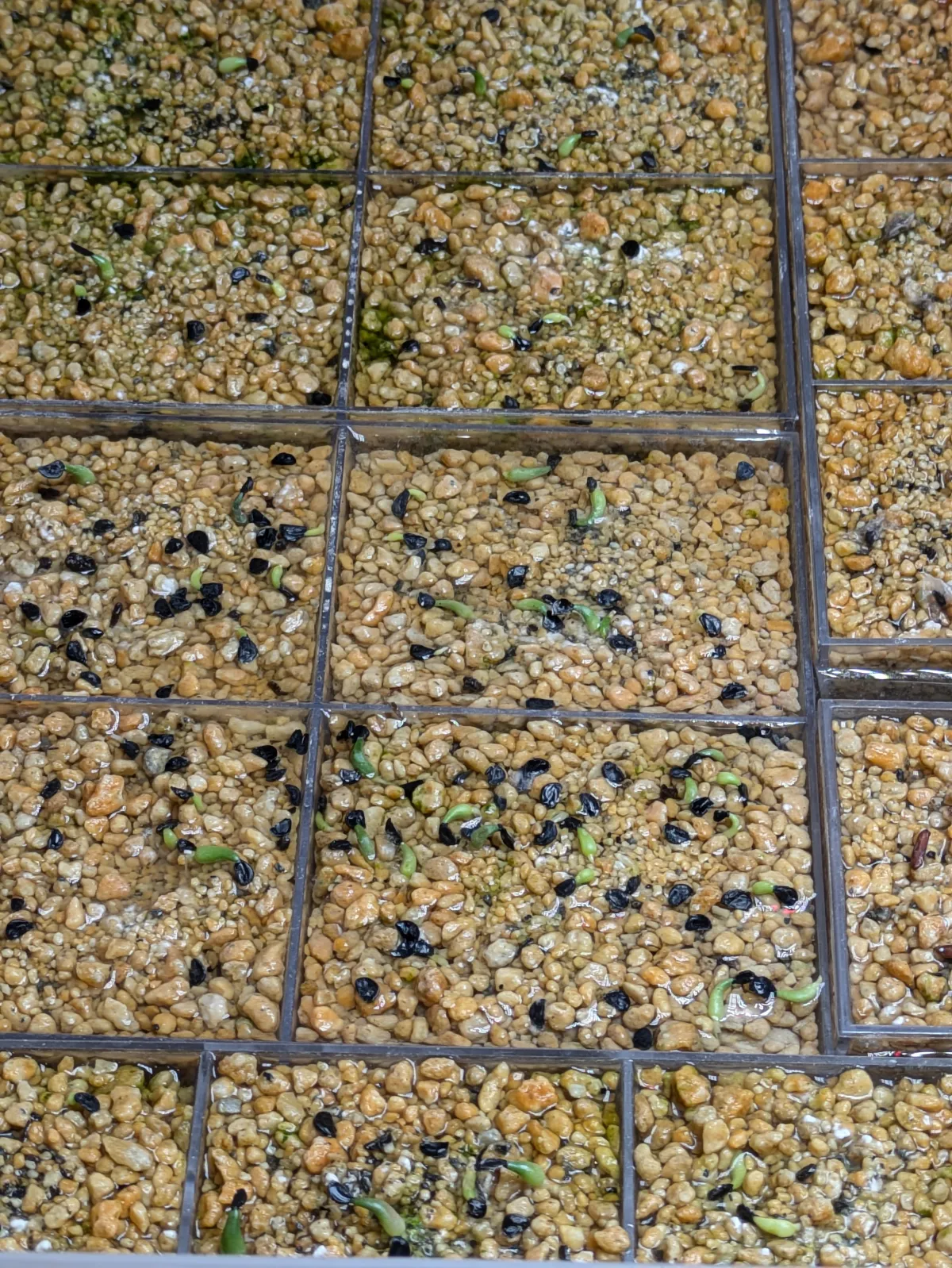 Agave titanota 'Blue' (アガベ チタノタブルー)