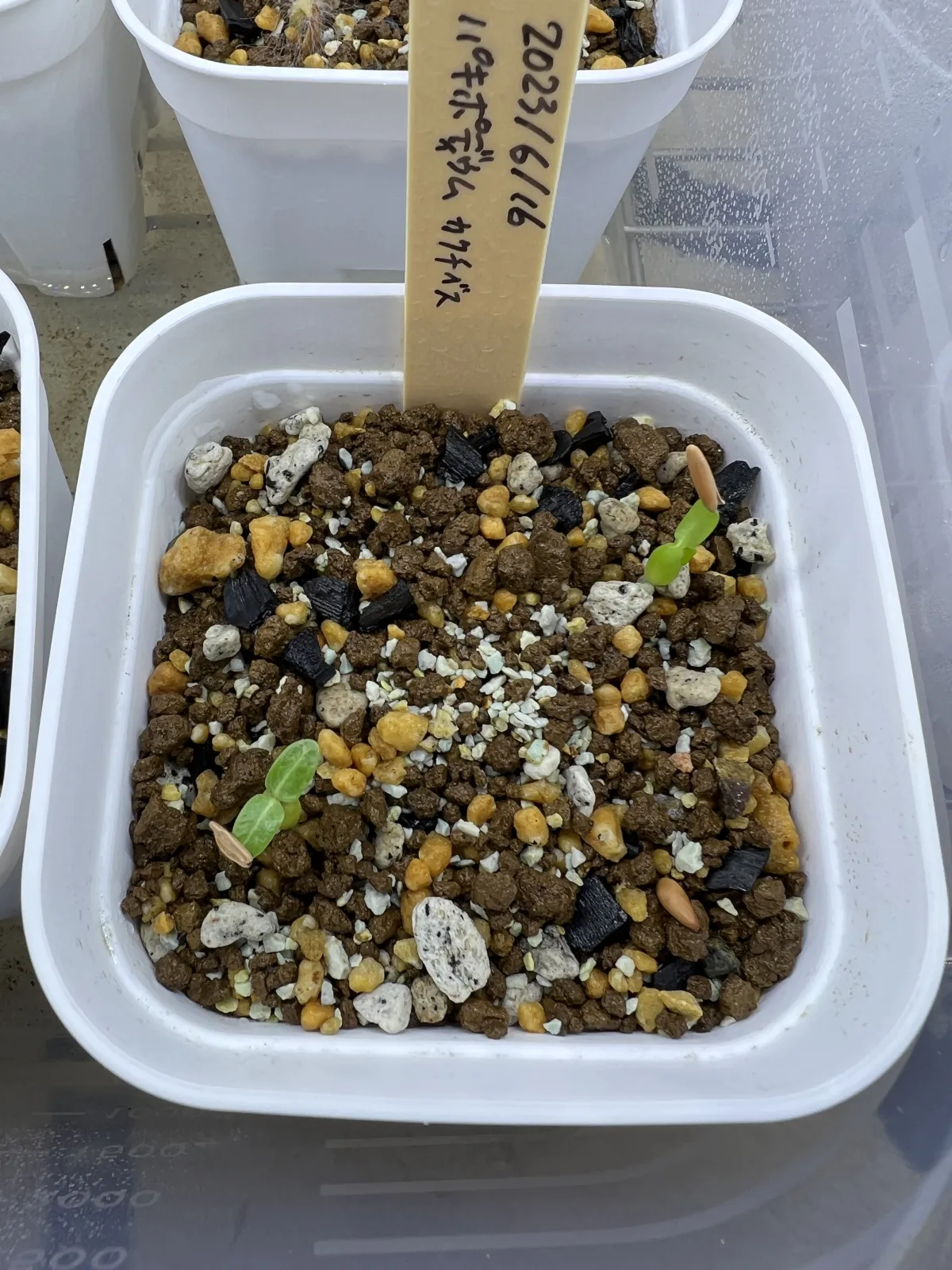 Pachypodium rosulatum ssp. cactipes (パキポディウム カクチペス)