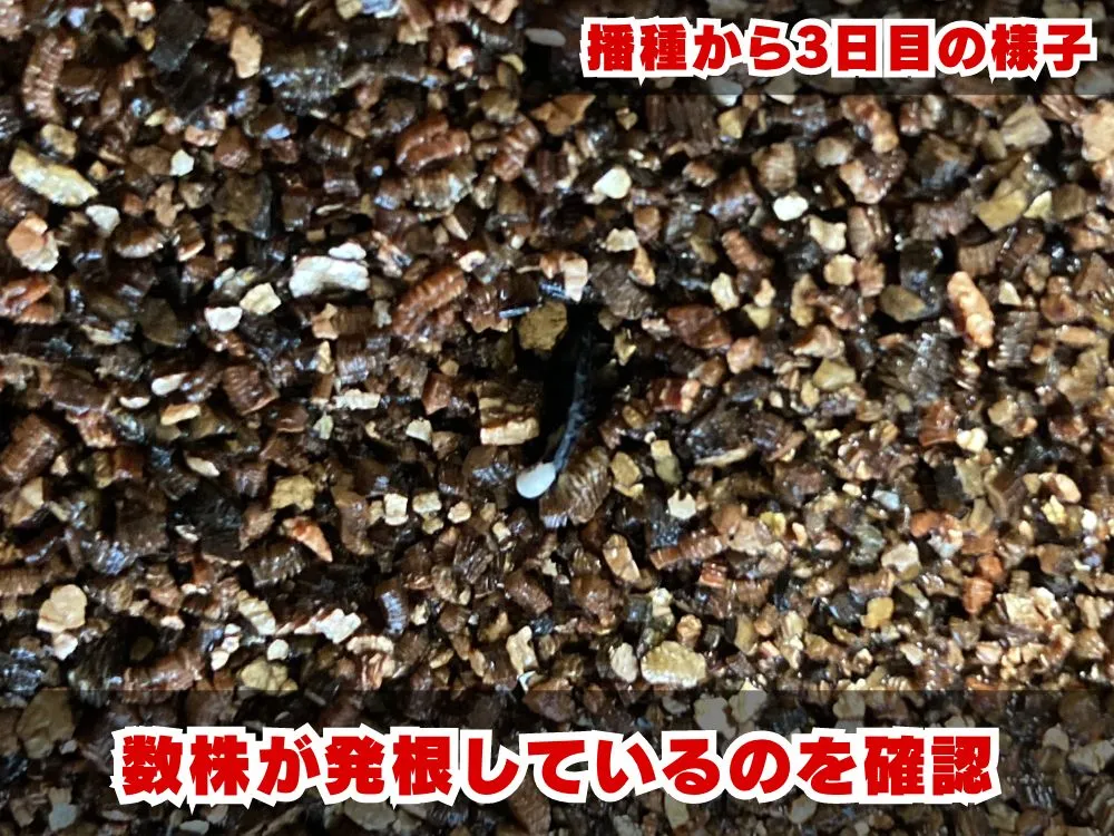 Agave parryi var. truncata (アガベ パリー トランカータ)