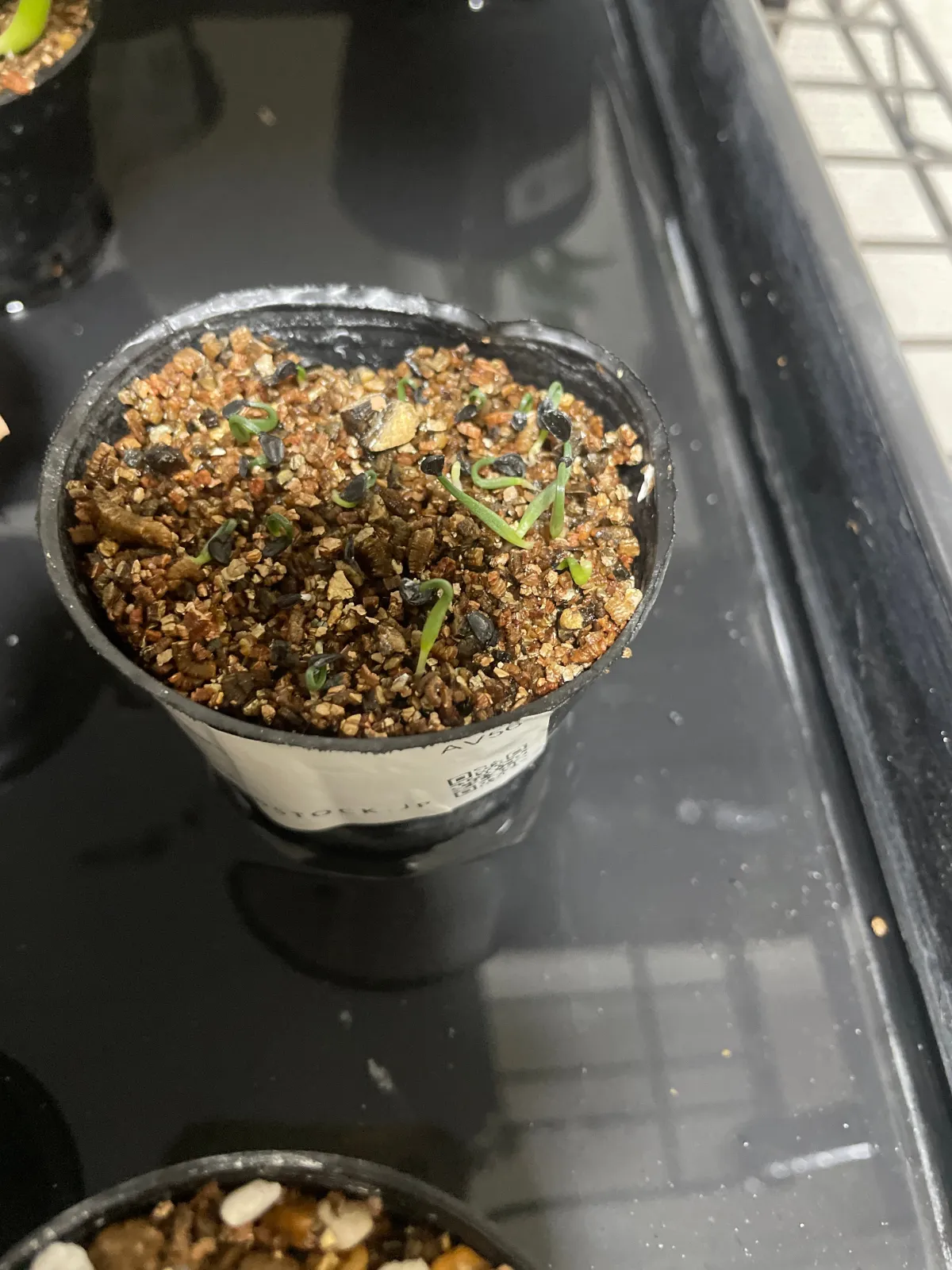 Agave vilmoriniana (アガベ ビルモリニアナ)