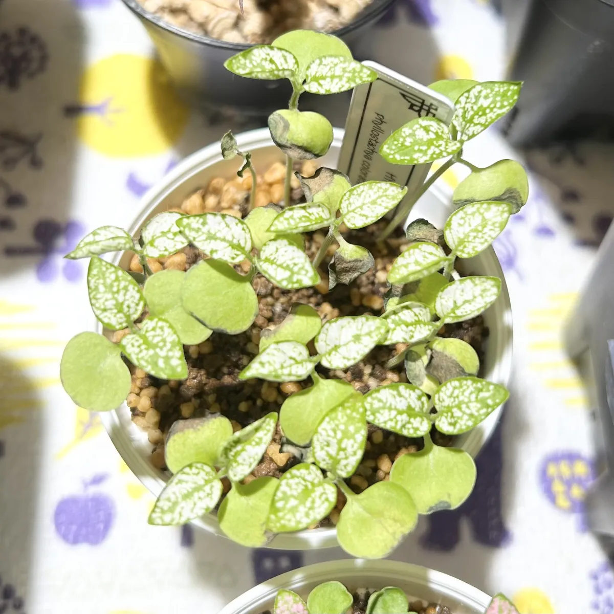 Hypoestes phyllostachya Coloratus White (ヒポエステス フィロスタキア コロラタス ホワイト)