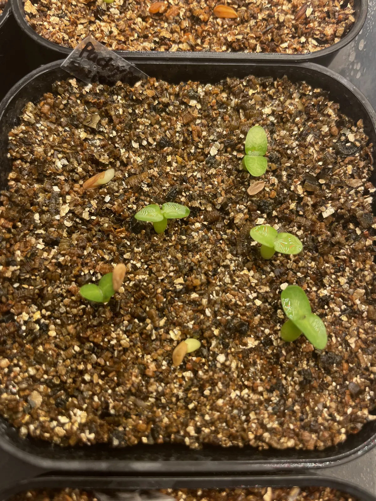 Pachypodium enigmaticum (パキポディウム エニグマチカム)