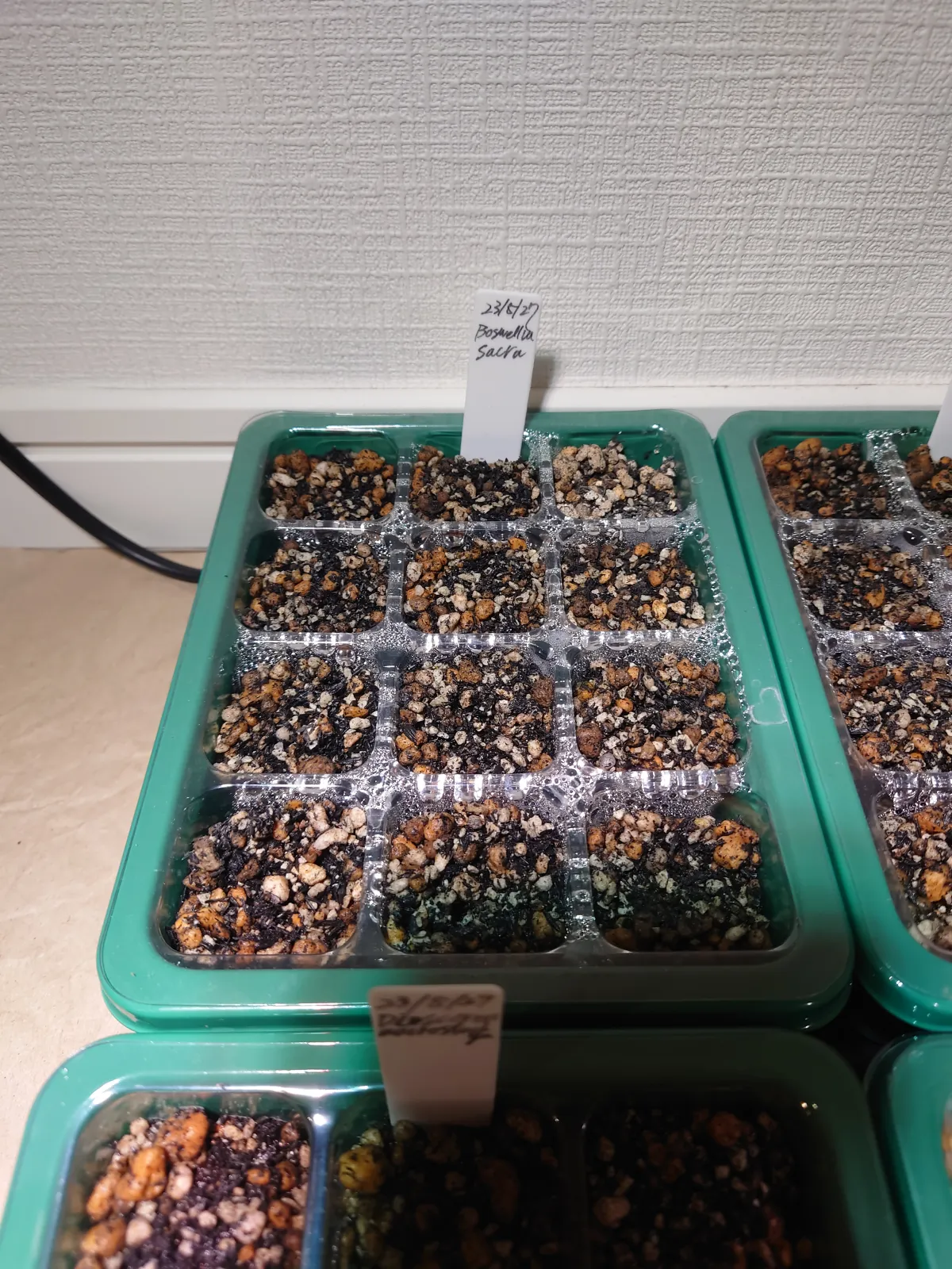 Boswellia sacra (ボスウェリア サクラ)