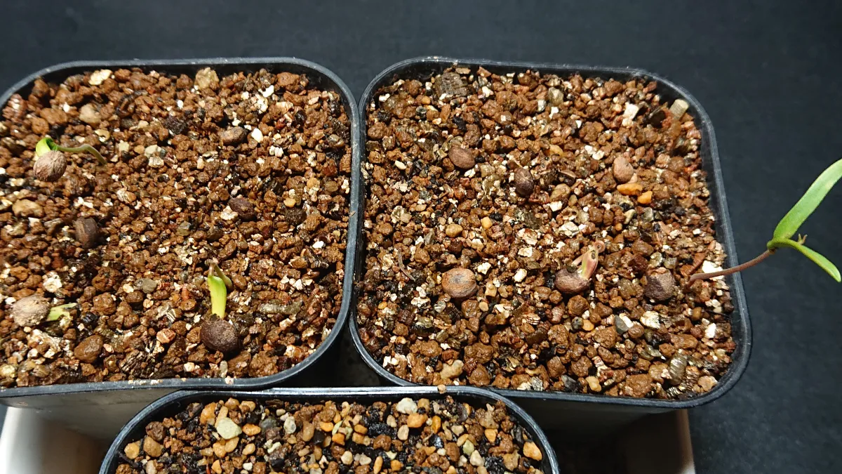 Operculicarya pachypus (オペルクリカリア パキプス)