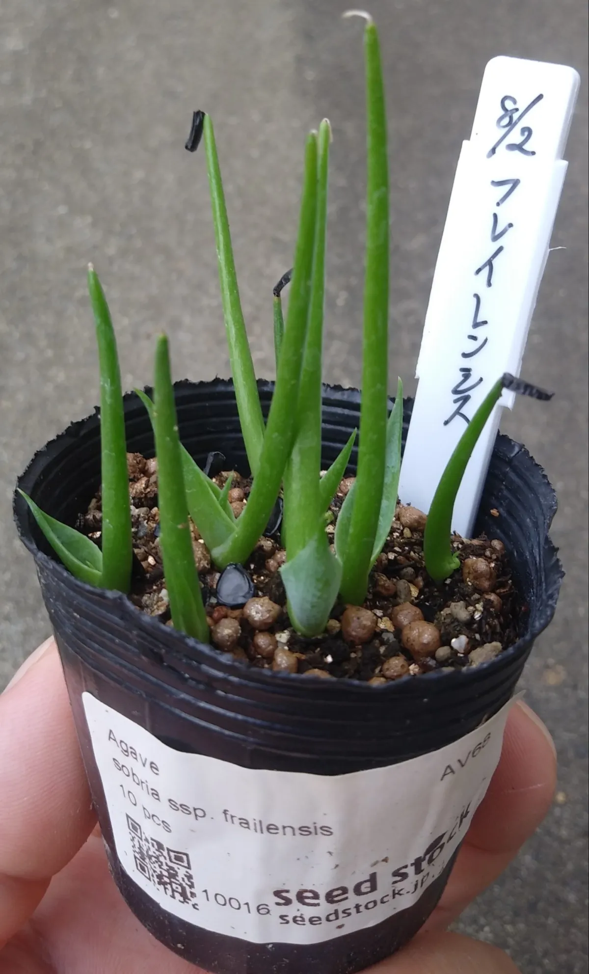 Agave sobria ssp. frailensis (アガベ フレイレンシス)