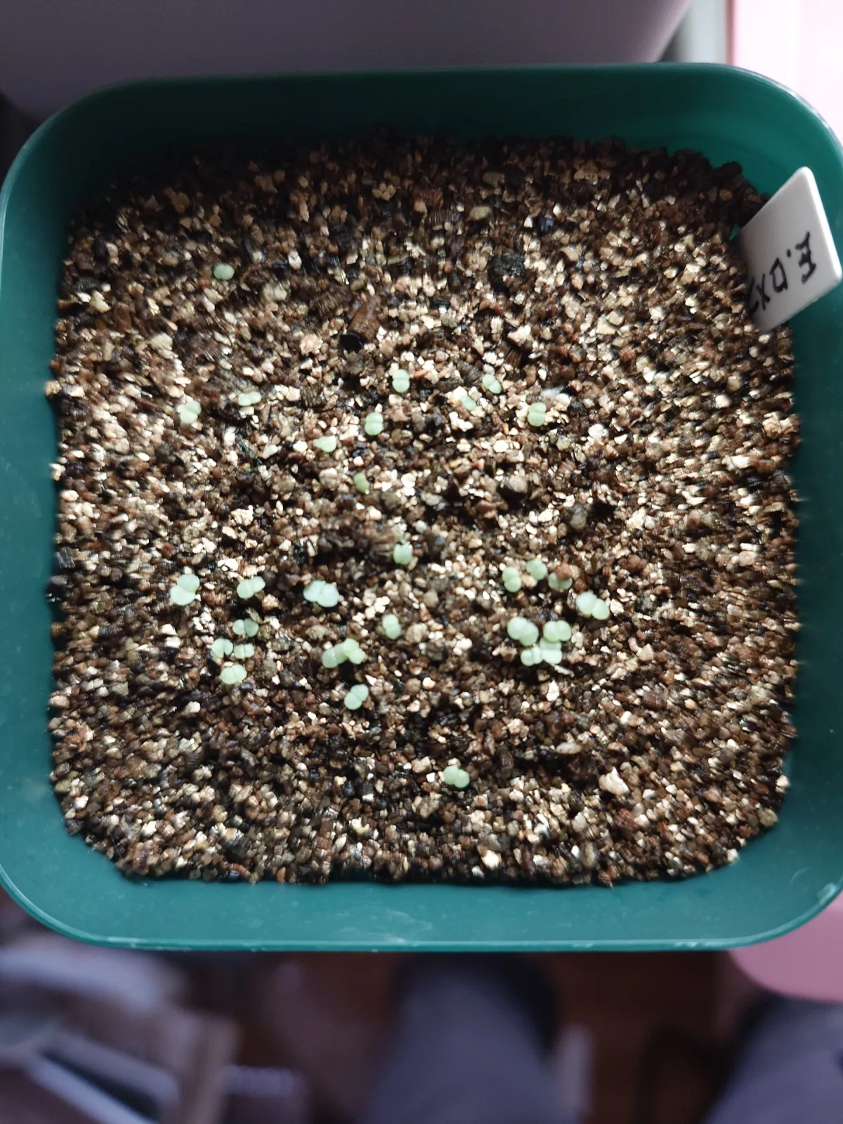 Echeveria agavoides 'Romeo' (エケベリア アガボイデス ロメオ)