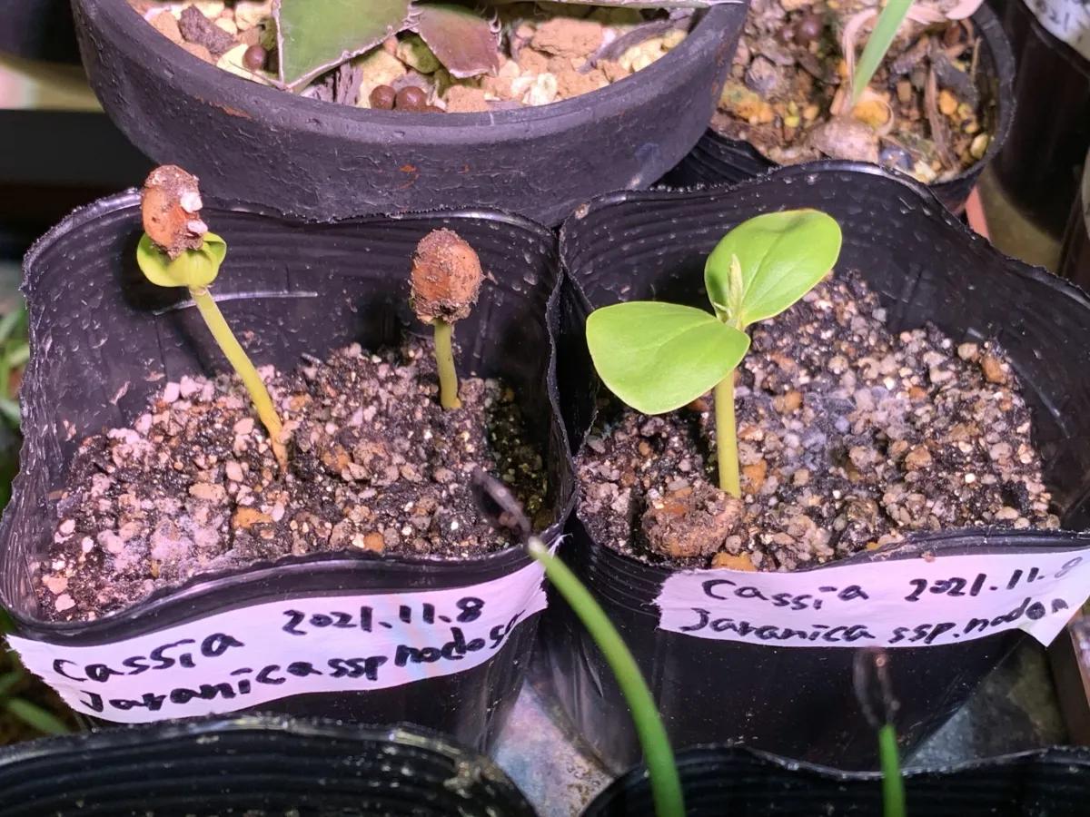 Cassia javanica ssp. nodosa (カッシア ノドサ)