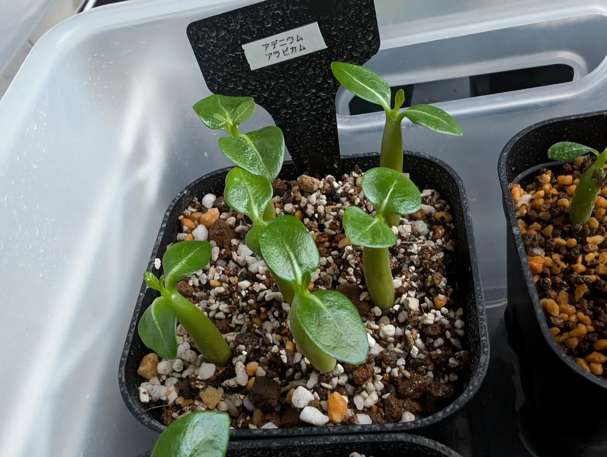 Adenium arabicum (アデニウム アラビカム)