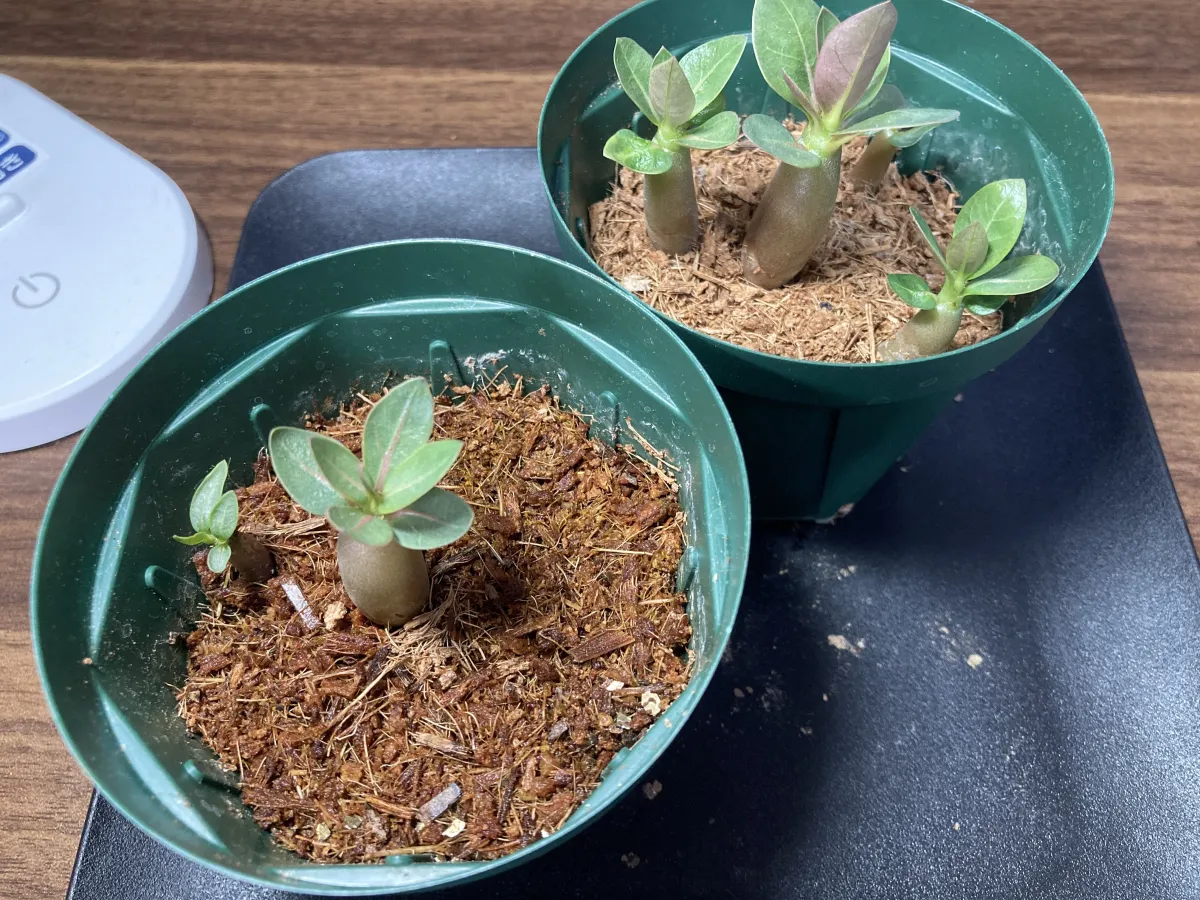 Adenium arabicum (アデニウム アラビカム イエメン)