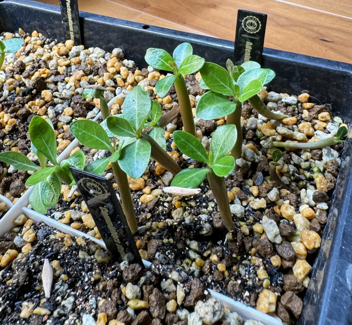 Adenium obesum (アデニウム オベスム)