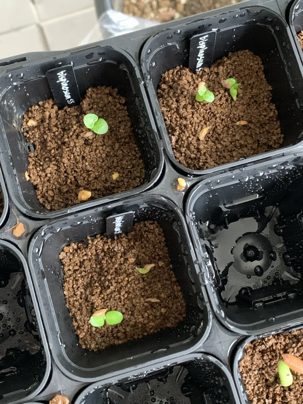 Pachypodium bispinosum (パキポディウム ビスピノーサム)