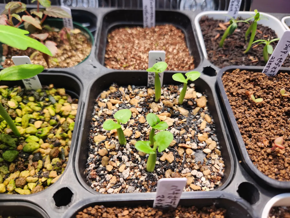 Fockea edulis (フォッケア 火星人)