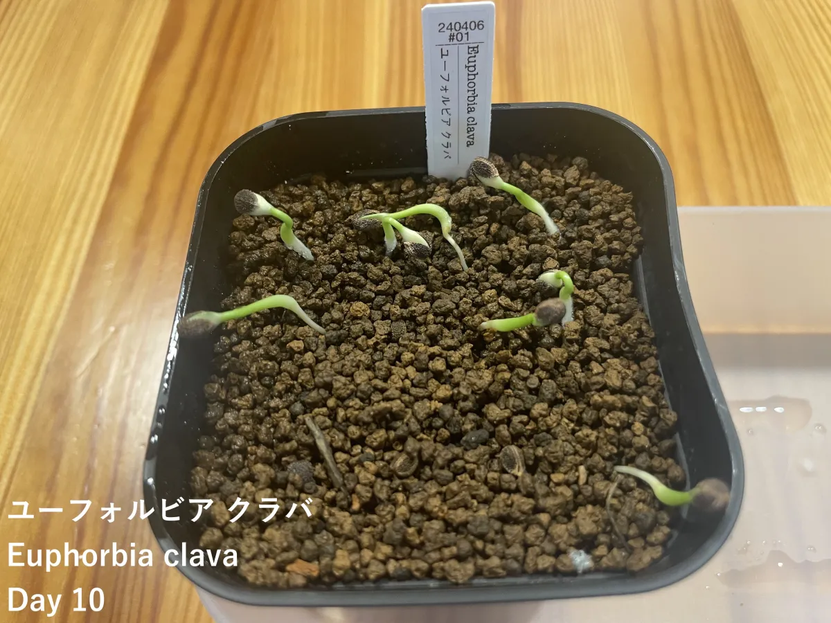 Euphorbia clava (ユーフォルビア クラバ)