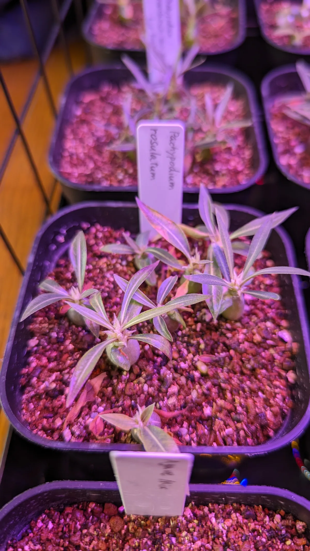 Pachypodium rosulatum (パキポディウム ロスラーツム)