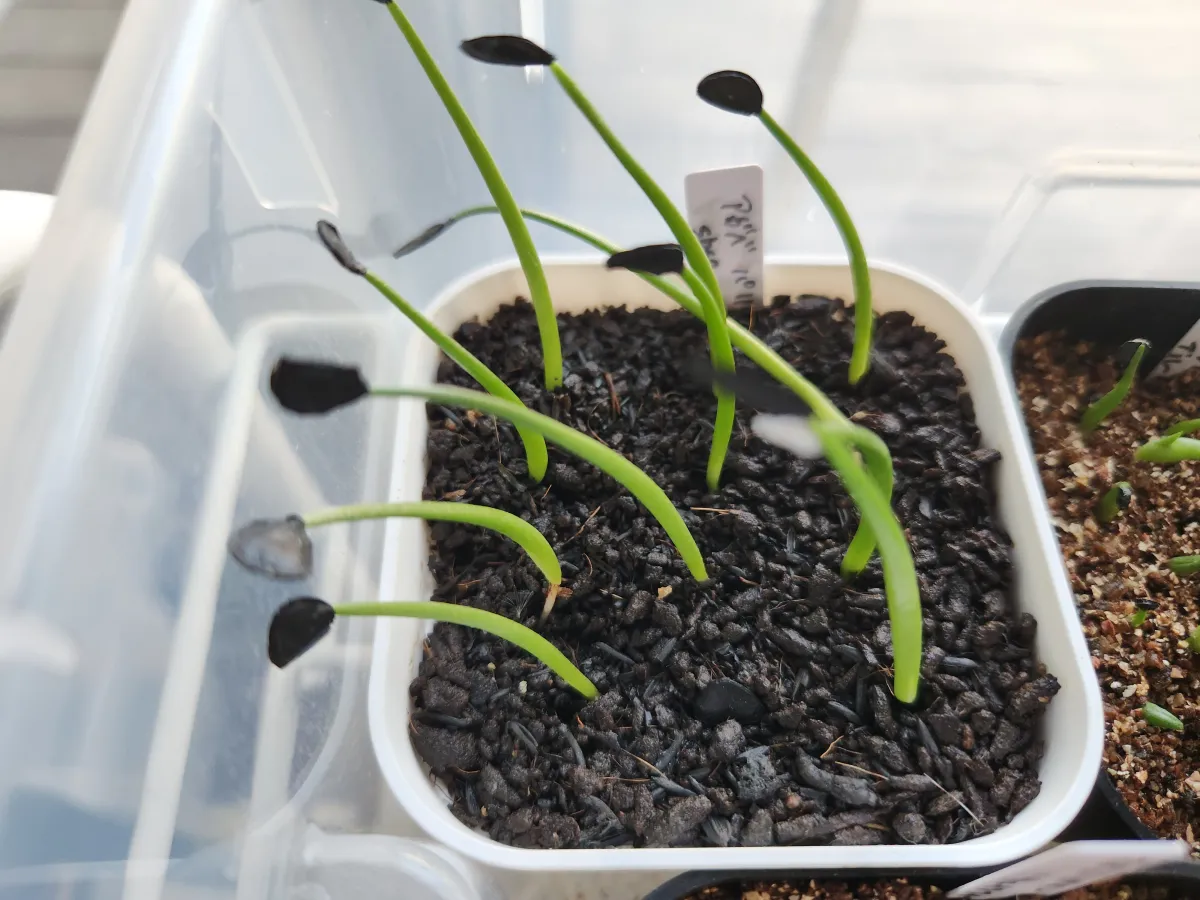 Agave parryi subsp. parryi (アガベ パリー)