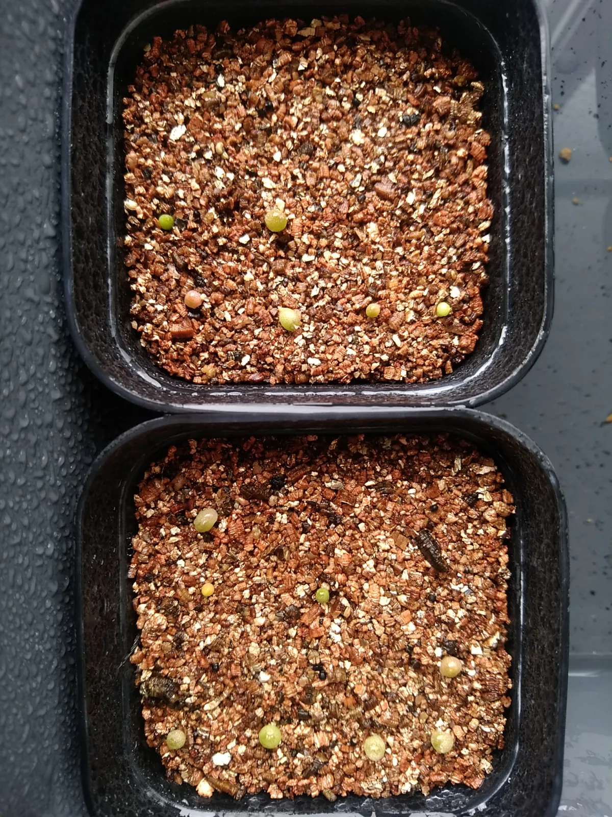 Lophophora diffusa (ロフォフォラ 翠冠玉)