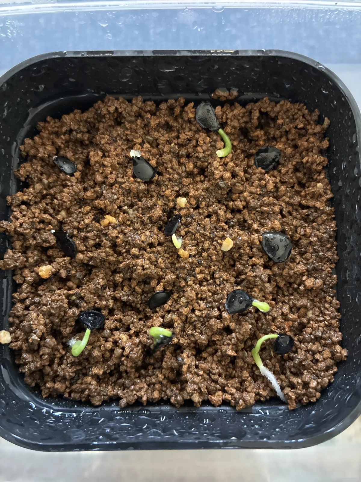 Agave wocomahi (アガベ ワコマヒー)