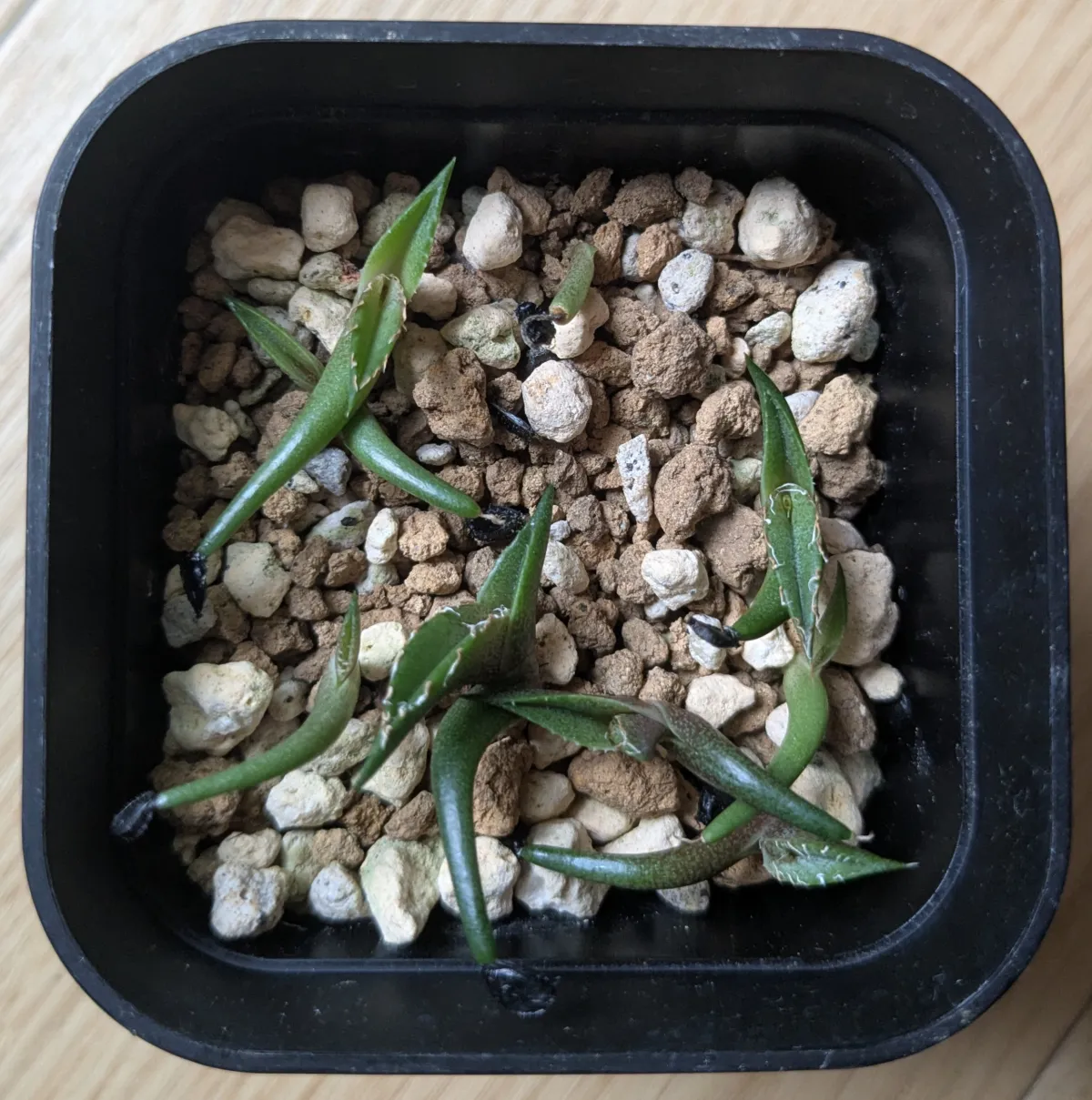 Agave kerchovei 'Huajuapan Red' (アガベ ワフアパンレッド)