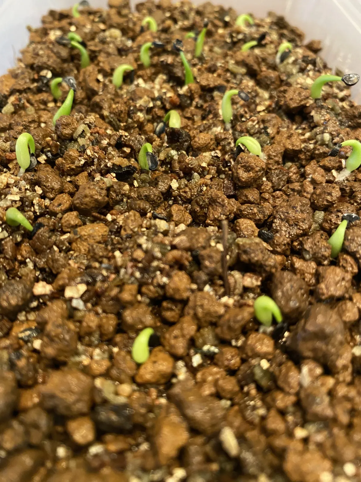 Agave quiotepecensis (アガベ クイオテペセンシス)