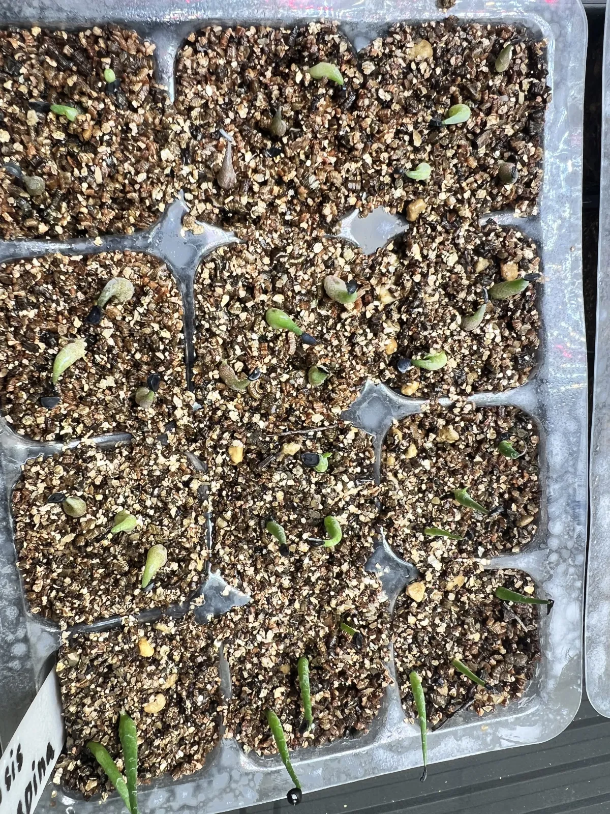 Agave oteroi (アガベ オテロイ)