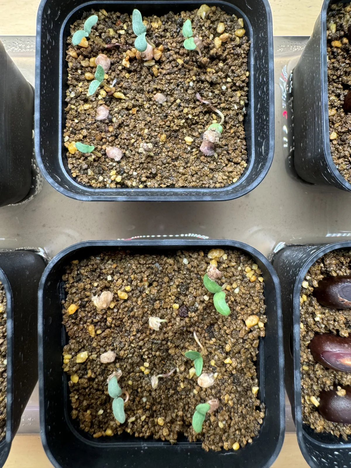 Pachycormus discolor (パキコルムス ディスカラー)